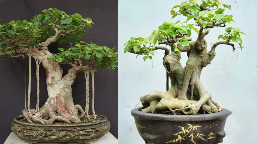 Trồng tại nhà nên chọn cây bồ đề bonsai