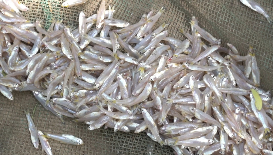 Cá cơm, một loại cá nhỏ thân mảnh, thường sống ở vùng nước mặn.