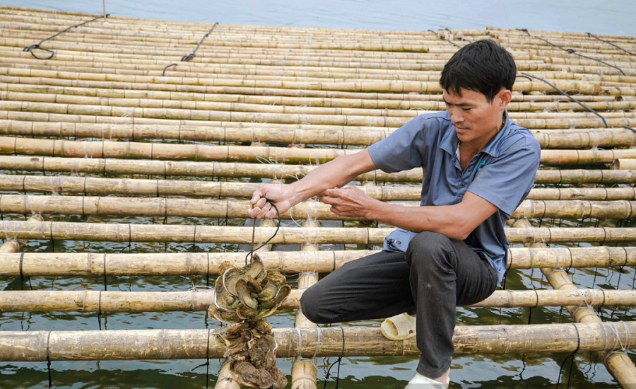 Anh Trần Quốc Trong ở Quảng Bình đã chọn con đường làm giàu từ nghề nuôi hàu đại dương