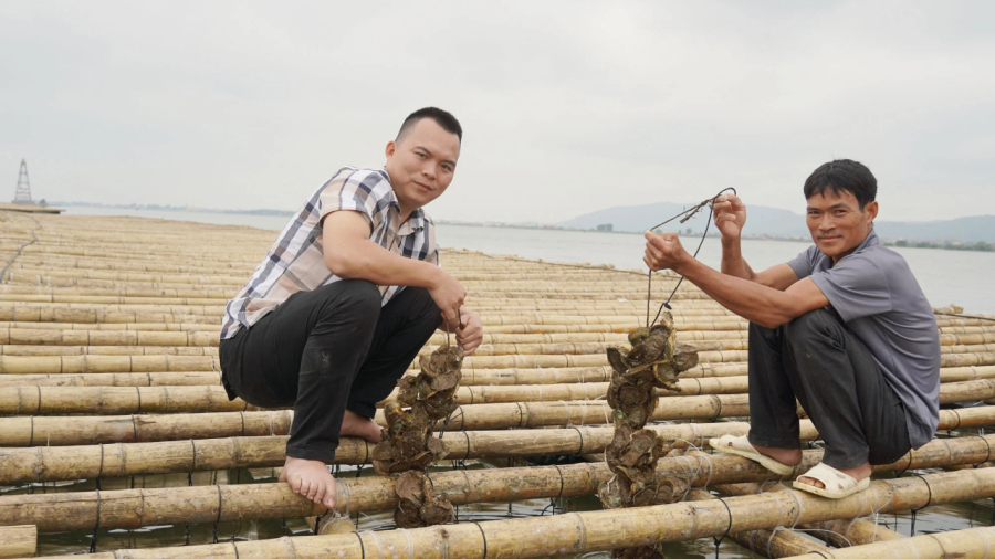 Anh Trần Quốc Trong không phải là người duy nhất tại Quảng Bình phát tài nhờ kỹ thuật nuôi hàu treo