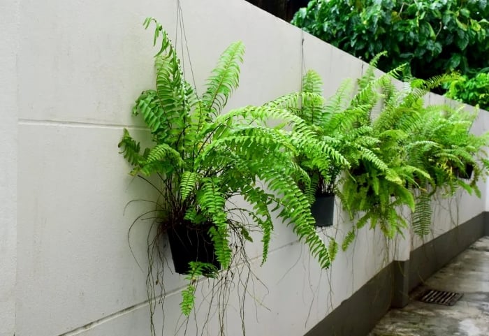 Cây dương xỉ chỉ cần được tưới nước một lần mỗi tuần để đảm bảo độ xanh tươi.