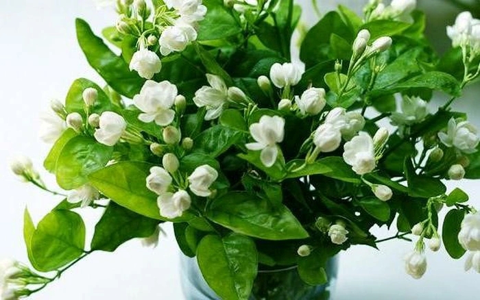 Nếu đặt hoa nhài trong phòng ngủ, bạn có thể bị lạnh bụng, đau bụng, tiêu chảy.
