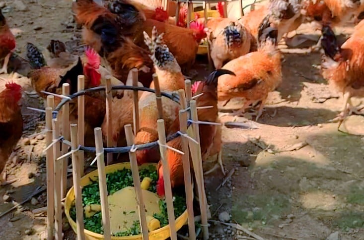Trong quá trình triển khai, huyện đã hỗ trợ anh Cường 300 con gà giống cùng với nguồn lực ban đầu