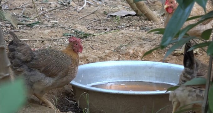 Anh không chỉ cho gà ăn các loại thảo mộc tự nhiên mà còn tự tay nấu nước từ lá trà hoa vàng cùng các loại dược liệu khác để trộn vào thức ăn hàng ngày cho gà