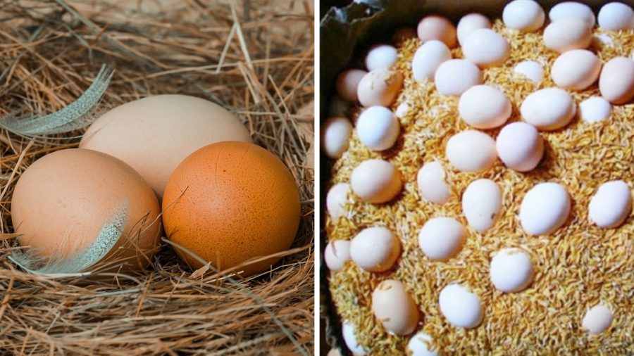 Không cần tủ lạnh, bạn có thể bảo quản trứng theo nhiều cách khác nhau.