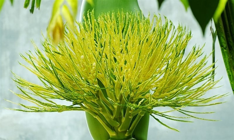 Trong những năm gần đây, hoa cau trở nên phổ biến hơn trong việc thắp hương vì sự lạ mắt và hương thơm đặc biệt của nó. 