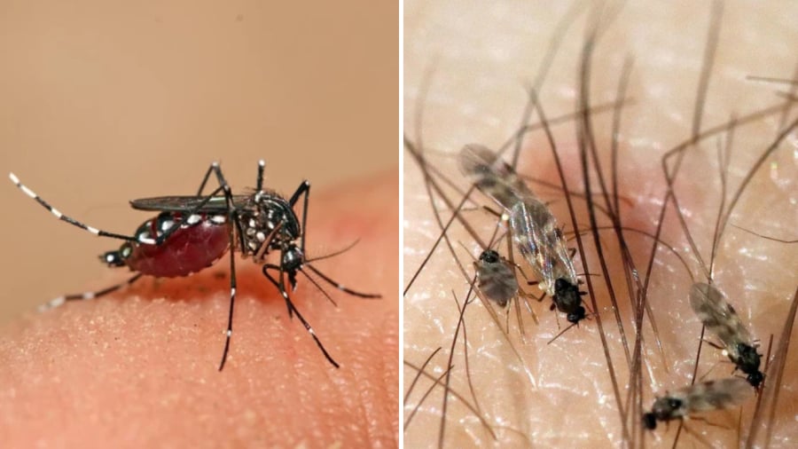 Có rất nhiều cách khác nhau giúp bạn đuổi muỗi, dĩn ra khỏi nhà.