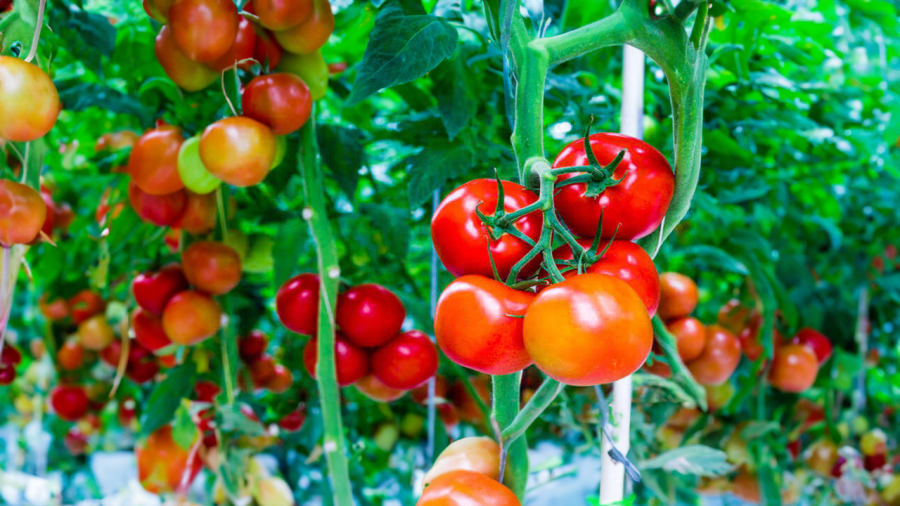Cà chua có nhiều công dụng cho sức khỏe, trong đó có phòng ung thư