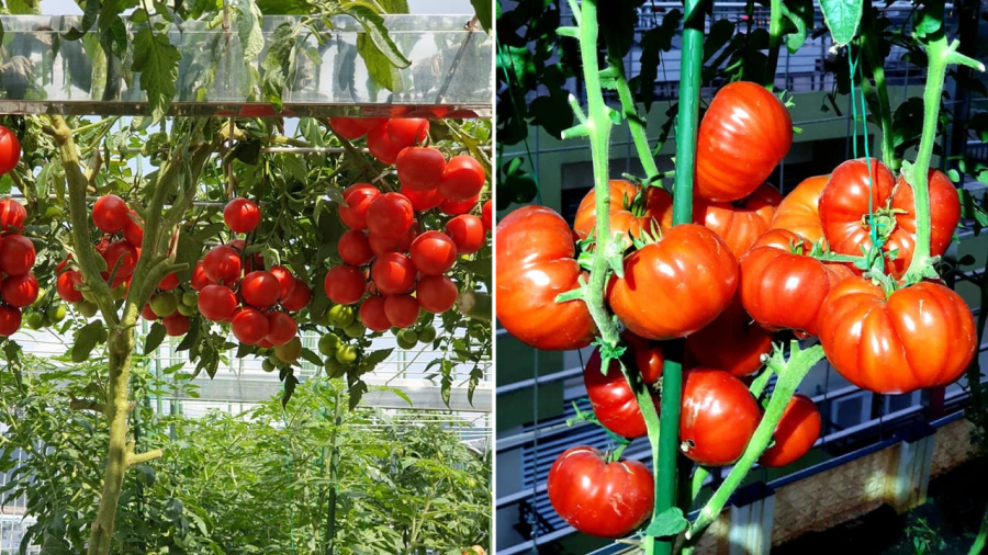Nếu biết cách chăm sóc, cà chua trồng trong chậu cũng có thể ra nhiều quả, chất lượng quả tốt.