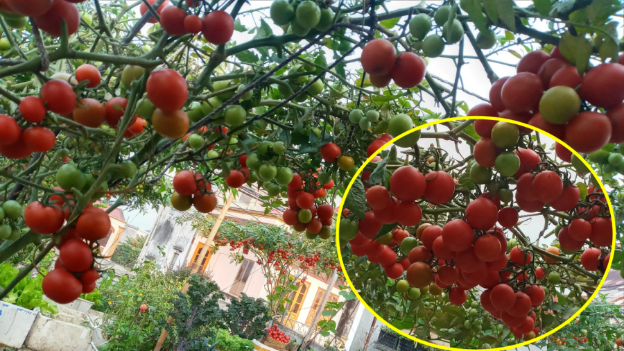 Khi quả cà chua chín đỏ, cuống bắt đầu ngả vàng thì có thể thu hoạch.