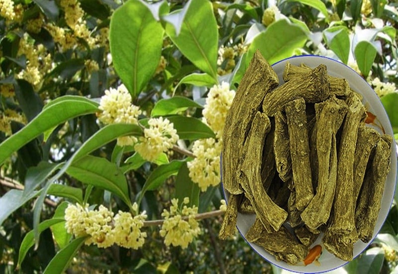 Mộc hương là cây mang lại nhiều tài lộc may mắn và là vị thuốc quanh năm. 