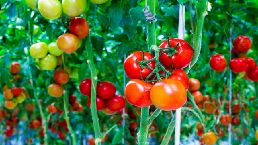 Cà chua có nhiều công dụng với sức khỏe