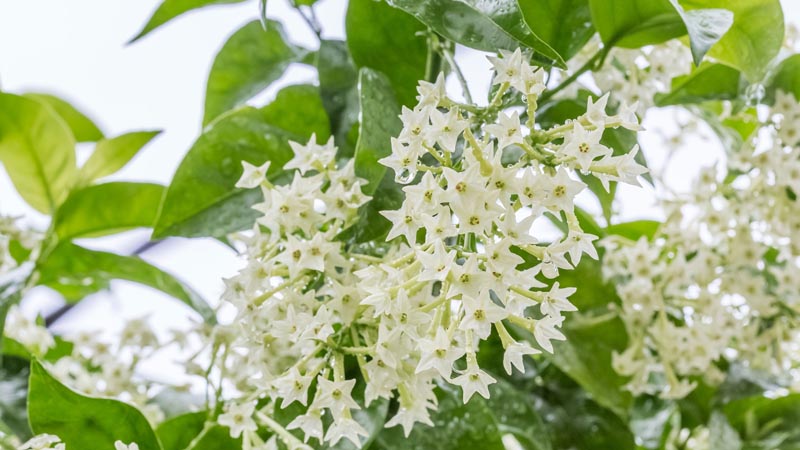 Dạ lý hương thường nở rộ vào ban đêm thay vì ban ngày như nhiều loại hoa khác.