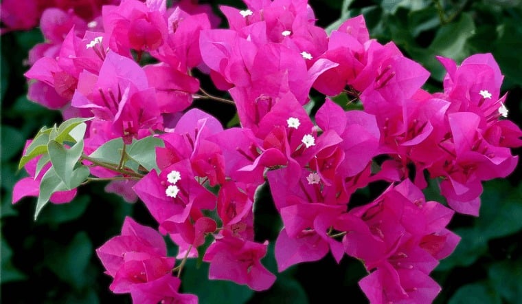 Cây hoa giấy thường có thân gỗ mọc leo, có nhiều cành và nhiều gai.