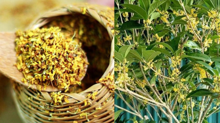 The fragrant osmanthus flower is a precious herb