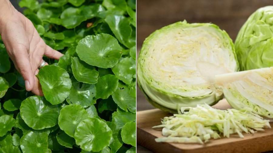 Rau má và bắp cải là hai loại rau quen thuộc với người Việt. Chúng vừa tốt cho dạ dày, vừa có tác dụng thải độc, bảo vệ gan.