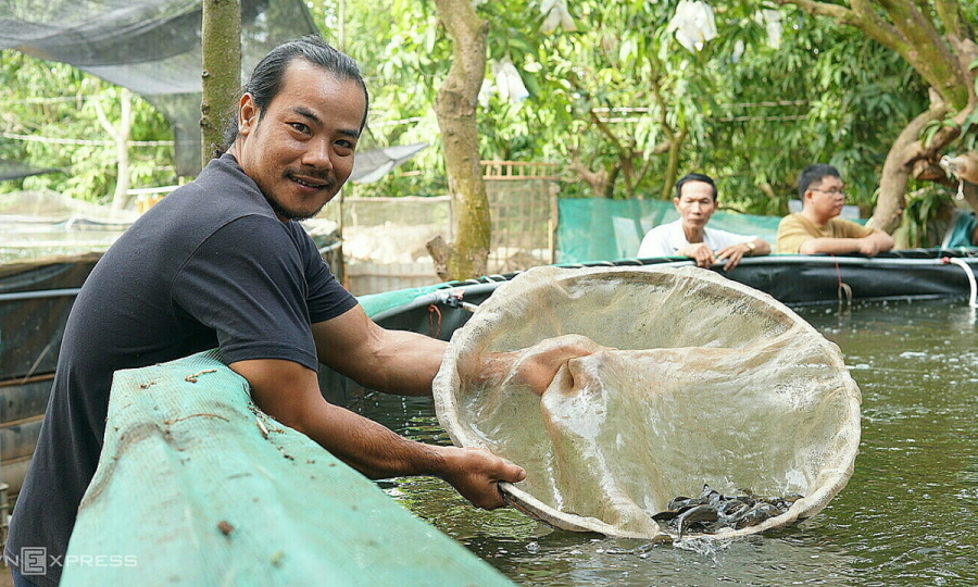 Ông Nguyễn Chí Tâm kiểm tra trọng lượng cá chạch trước khi xuất bán. Ảnh: Ngọc Tài