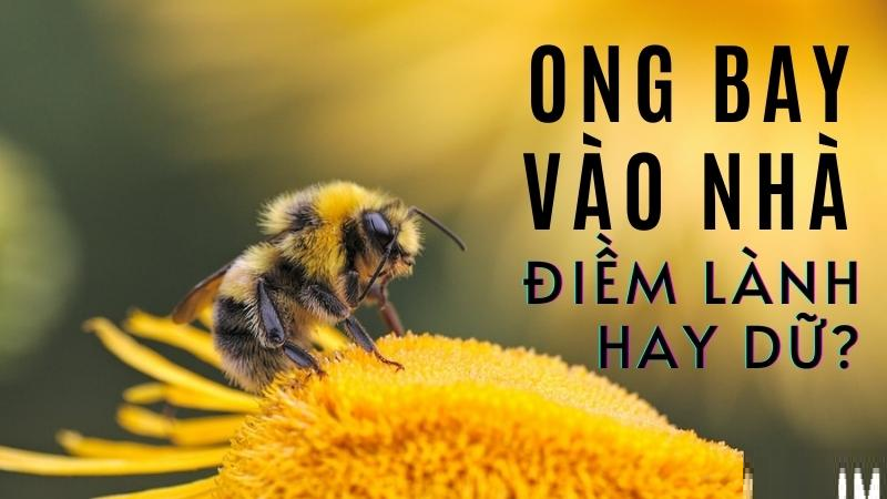 Ong bay vào nhà là lành hay dữ?