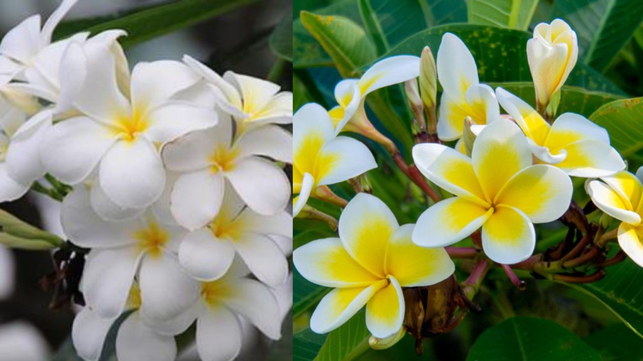 Hoa đại có loại bông trắng, bông vàng còn gọi là hoa sứ ta phân biệt với cây hoa sứ Thái  màu đỏ