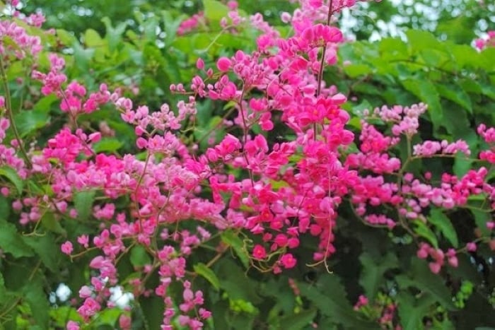 Hoa ti ngôn màu hồng nhỏ xinh dễ thương nên được rất nhiều người yêu thích
