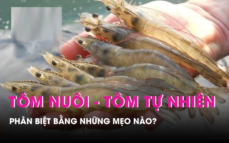 Để không phải mua nhầm giữa hai loại tôm này, hội chị em có thể học cách phân biệt tôm nuôi và tôm tự nhiên bằng cách quan sát.