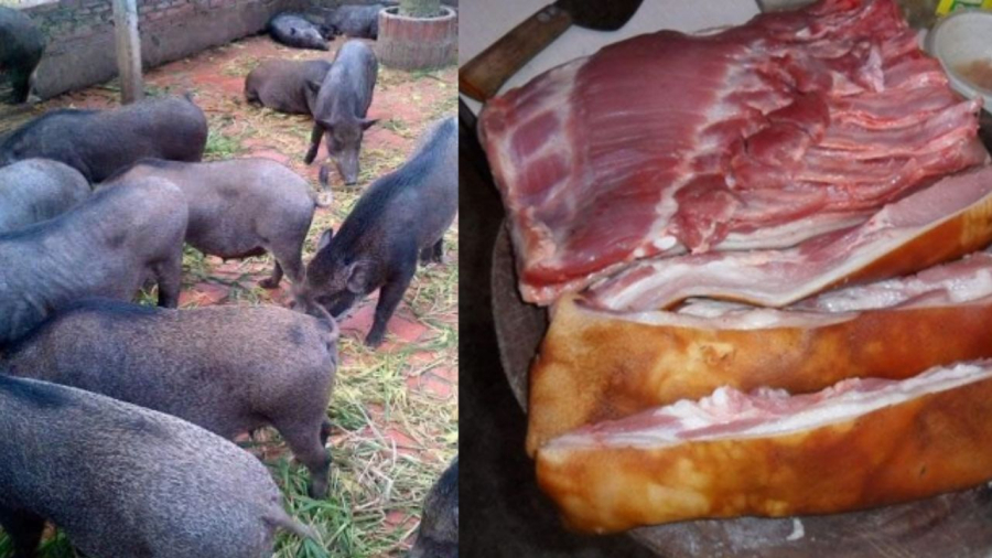 Đặc trưng nổi bật của thịt lợn mán là bì dày, cụm lông 3 sợi chứ không phải 1 sợi