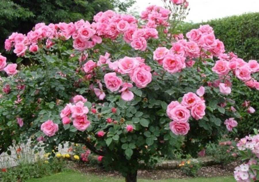 Hoa hồng đang héo úa hoặc chỉ có lá đột nhiên có nhiều hoa là nhà sắp có tin vui