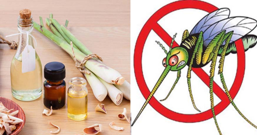Tinh dầu sả có thể so sánh với các loại thuốc chống muỗi thương mại.