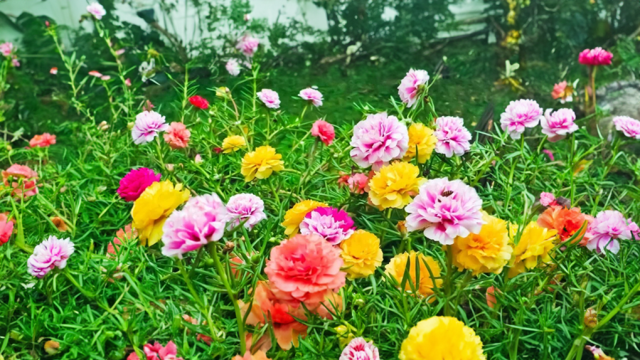 Hoa mười giờ nhiều màu sắc rất đẹp mắt
