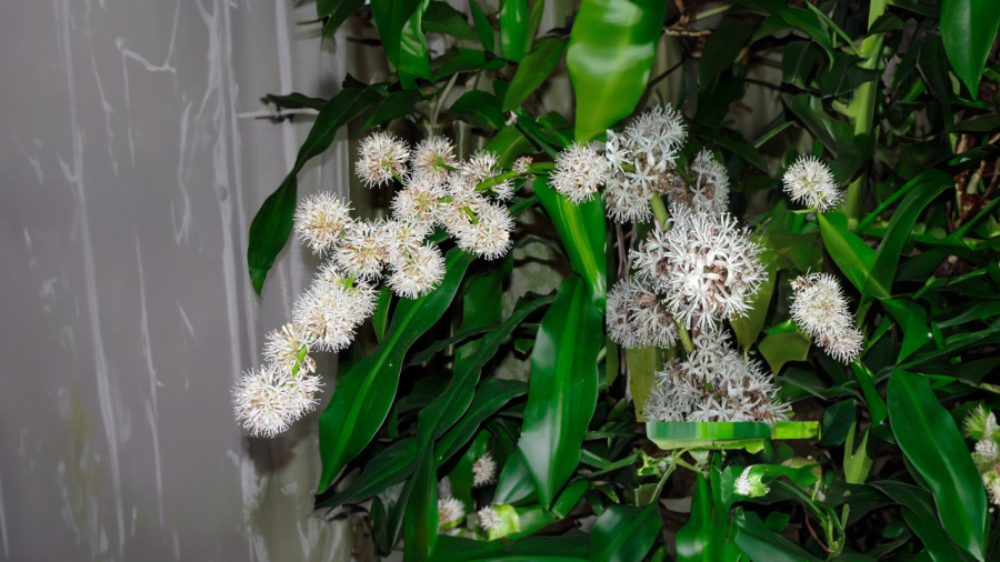 Thiết mộc lan có hương thơm nồng nàn nên khi chậu cây ra hoa dễ gây ngột ngạt nếu trong phòng nhỏ
