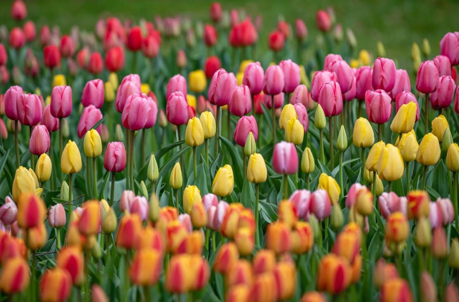 Lá tulip dễ bị khô héo cũng là một trong những vấn đề bạn cần đặc biệt chú ý khi trồng hoa.