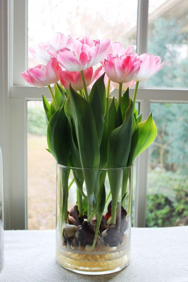 Củ hoa tulip cũng chứa tulipene, một chất gây buồn nôn, chóng mặt nếu không may ăn phải.