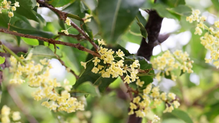 Mộc hương là cây cảnh cho hoa thơm và nhiều công dụng