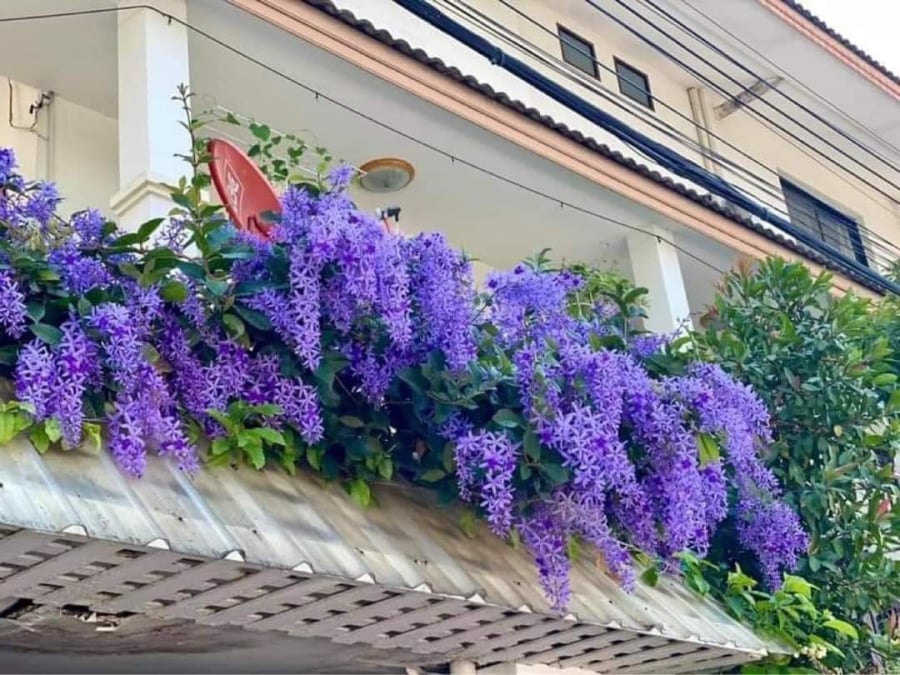 Mai xanh Thái có cánh hoa dài, màu hoa bền, gân hoa rõ và nở quanh năm, chùm hoa to nên được yêu thích làm cây cảnh trong nhà.    