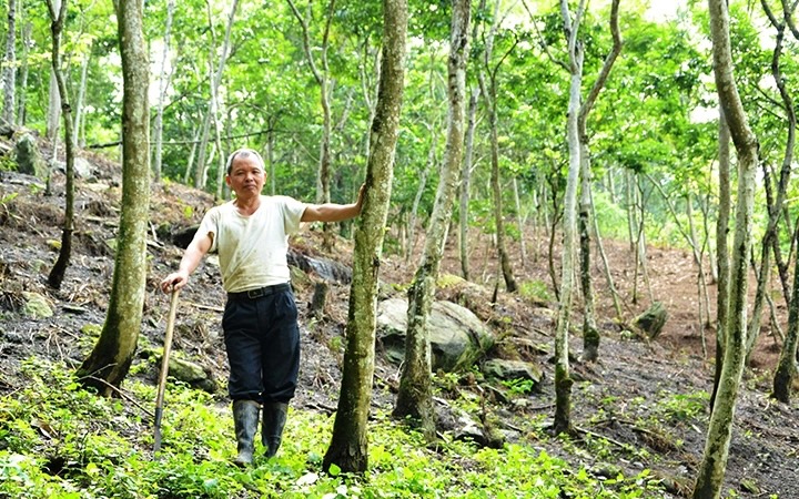 Anh Đặng Văn San chủ nhân của một rừng sưa đỏ với hơn 600 cây