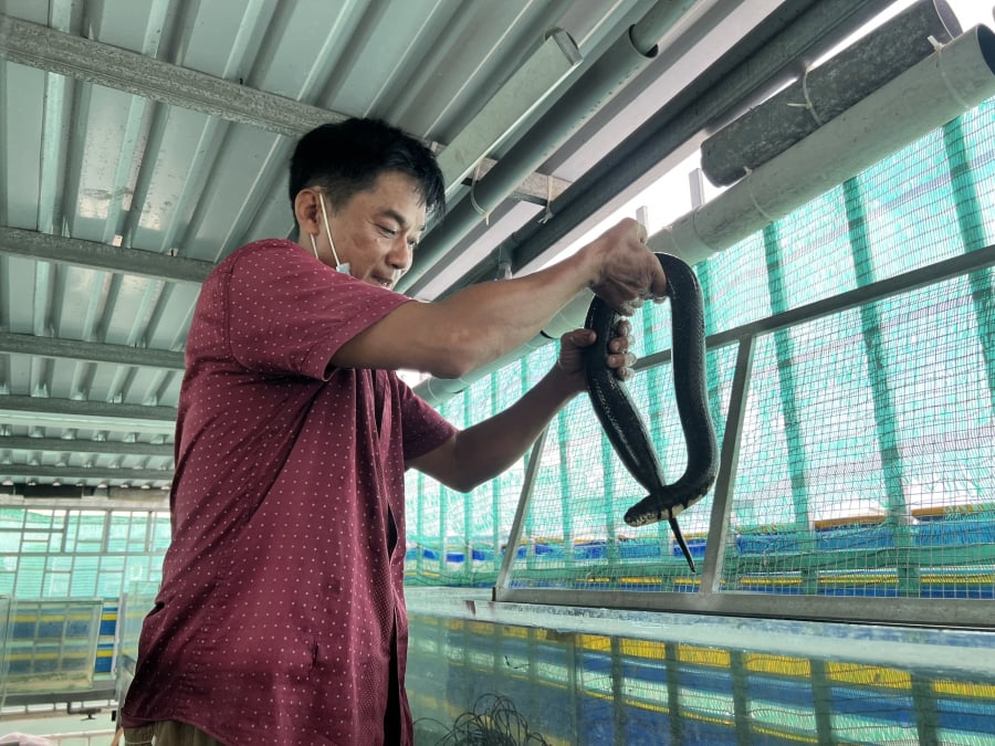 Anh Ngôn tận dụng diện tích 60m2 trên sân thượng để xây gần 100 bể kính nuôi rắn ri voi 