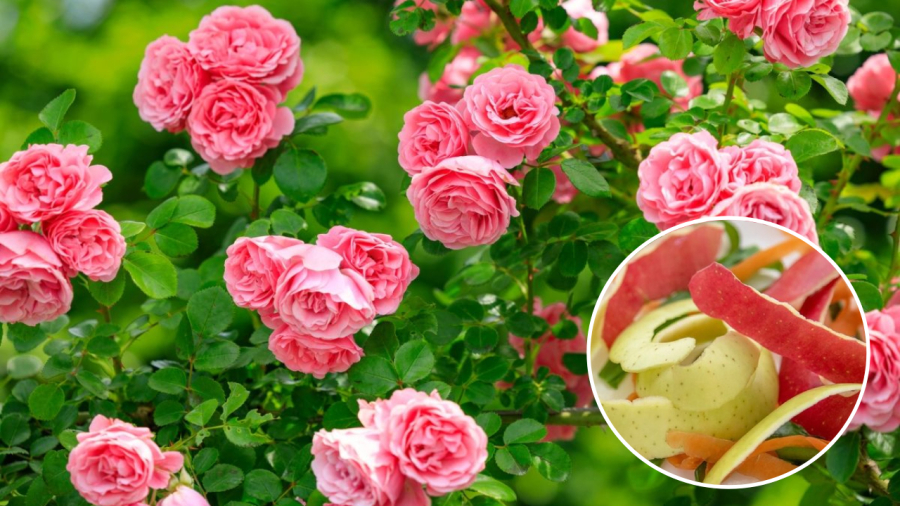 Vỏ trái cây lên men cung cấp nhiều dưỡng chất cho cây hoa hồng.