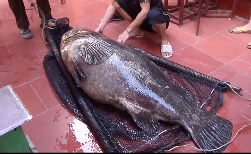 Một con cá nặng trên 20kg có thể khiến người mua phải chi ra một số tiền lớn