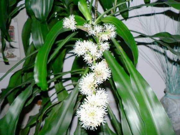 Hoa của cây thiết mộc lan thường mọc thành chùm màu trắng pha nâu tím và có mùi hương dễ chịu, đặc biệt vào ban đêm.