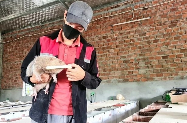 Anh Việt kiểm tra, chăm sóc dúi trong trang trại của mình. Ảnh: Thanh Niên