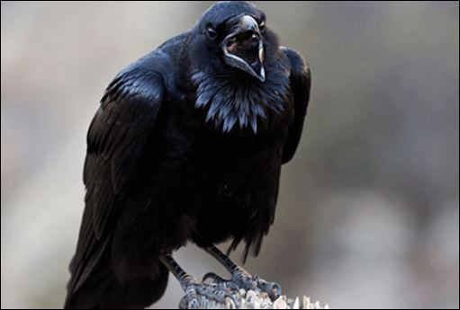 Quạ là loài chim có màu đen, tiếng kêu của chúng cực kỳ đáng sợ (ảnh minh họa)
