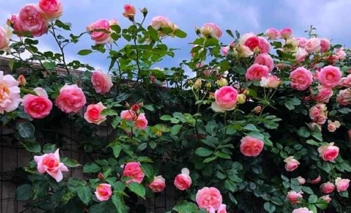 Hoa hồng là biểu tượng của tình yêu, sự lãng mạn, ngọt ngào và quyến rũ.