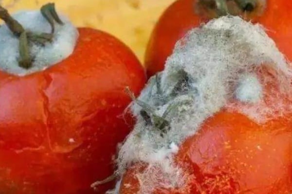 Cà chua thối có thể được tái chế thành phân bón cho hoa
