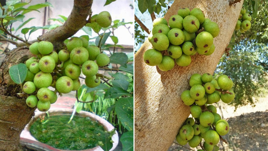 Cây sung khá dễ trồng, quả và lá đều có thể sử dụng để ăn.