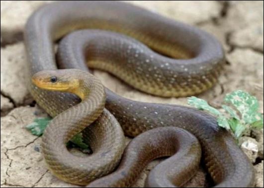 Trong văn hóa Trung Quốc thì rắn được xem là biểu tượng của sức mạnh và tài sản, đôi khi được xem như là hóa thân của rồng.  (ảnh minh họa)