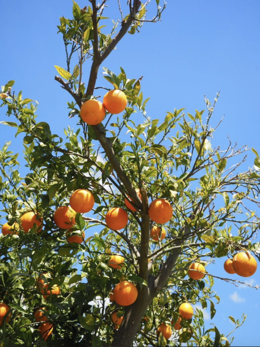 Người ta thường trồng cam trong sân nhà với mong muốn gia đình làm gì cũng thuận lợi, ăn nên làm ra và của cải ào ào đổ vào nhà. 