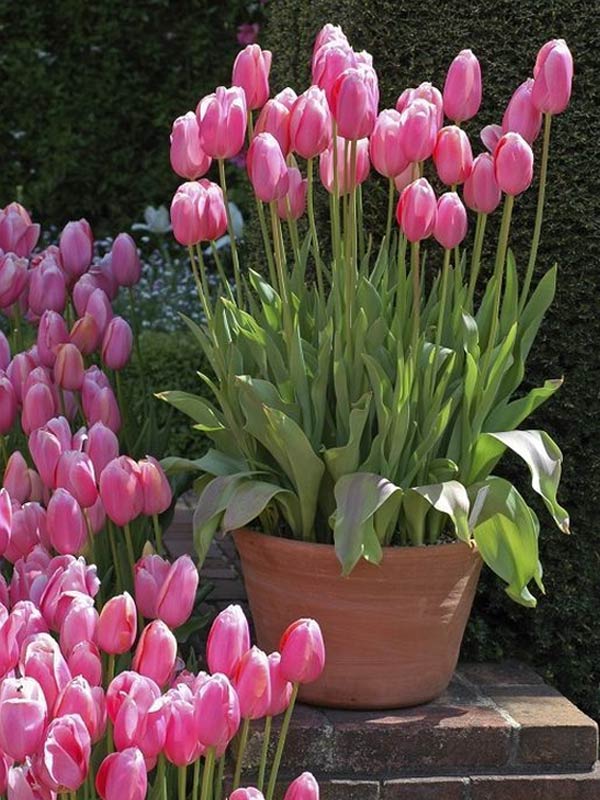 Người dễ dị ứng hoặc nhạy cảm với mùi hương nồng... không nên trồng hoa tulip trong nhà.