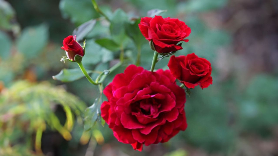 Hoa hồng có nhiều gai cần được tuốt gai trước khi thắp hương