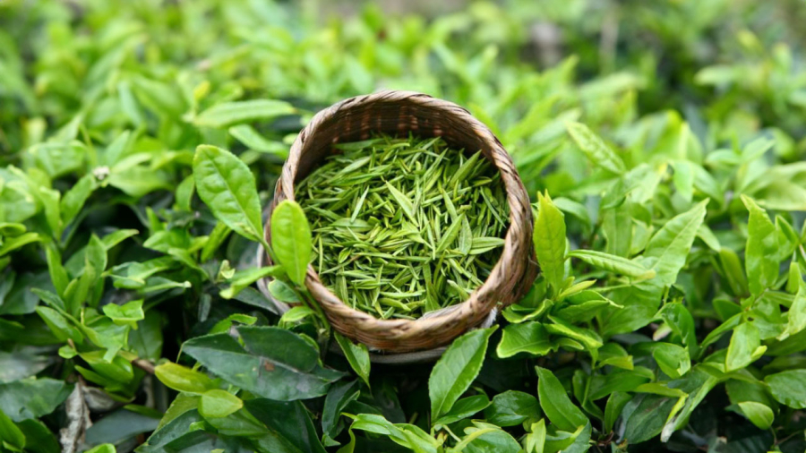Lá trà xanh có nhiều công dụng với sức khỏe