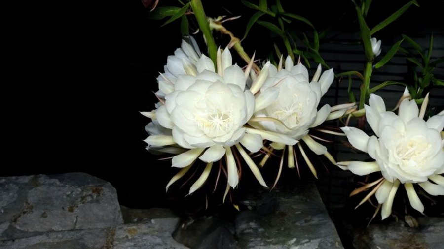 Hoa quỳnh màu trắng tinh khôi rất đẹp nhưng không phù hợp để thắp hương